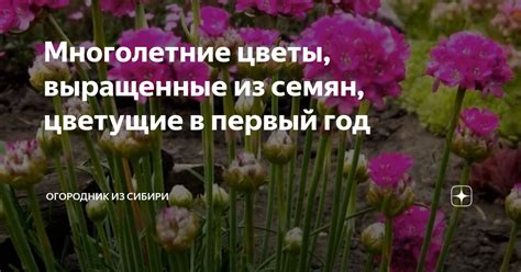 Многолетние цветы, выращенные из семян, цветущие в первый год ...
