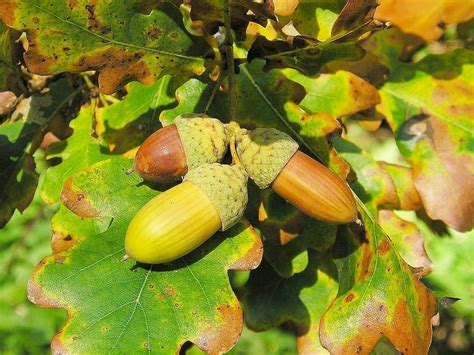 Naturdetektive F R Kinder Naturdetektive De B Ume Im Herbst F R