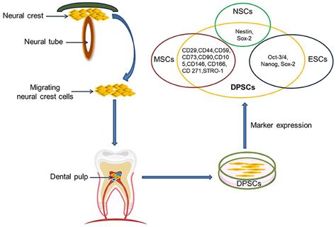 Frontiers Dental Pulp Stem Cells An Attractive Alternative For Cell