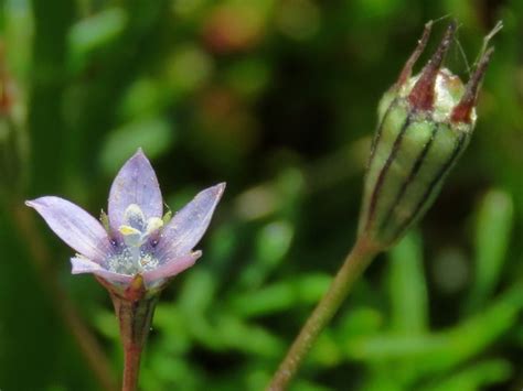 Wahlenbergia Cernua INaturalist Ecuador