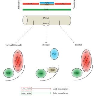 A Schematic Depicting Expression Patterns Of Chromosomally Linked Hox