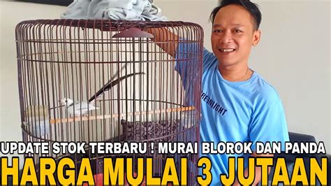 Dijamin Murah Murai Batu Blorok Dan Panda Asli Trah Jelas Dijual Cuma