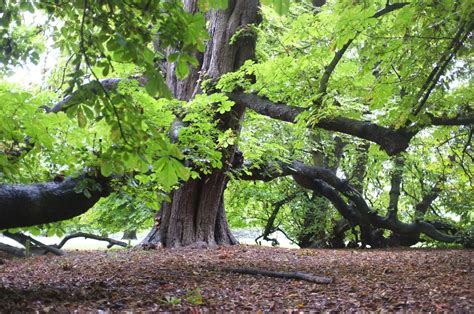 Aesculus hippocastanum - Trees and Shrubs Online