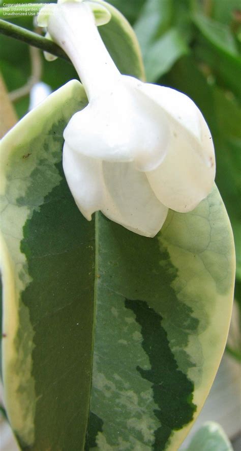 Plantfiles Pictures Stephanotis Bridal Wreath Hawaiian Wedding