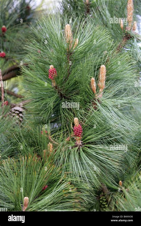 Arizona Pine Pinus Arizonica Pinaceae Mexico And South West USA