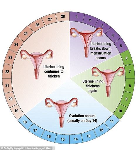 4 Phases Of Menstrual Cycle