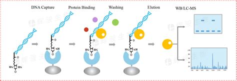 Rna Pull Down Assay Principle - Printable Templates Protal