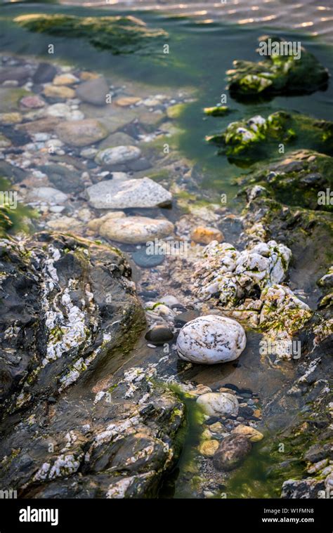 Rocks In A Rockpool On Fistral Beach In Cornwall Stock Photo Alamy