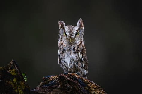 K Eastern Screech Owl Owls Birds Glance Hd Wallpaper Rare Gallery