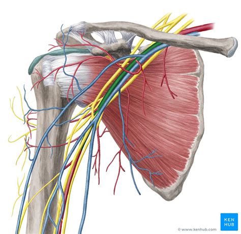 Artérias veias e nervos do membro superior Anatomia Kenhub