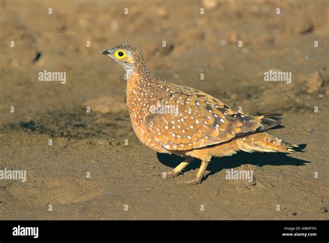 Burchell S Sandgrouse Pterocles Burchelli Kalahari Gemsbok National