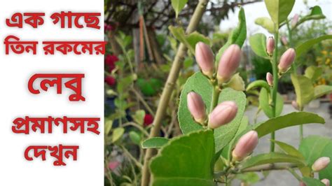 লেবু গাছের প্রতিস্থাপন ও সম্পূৰ্ণ পরিচর্যা How To Grow Lemon Tree