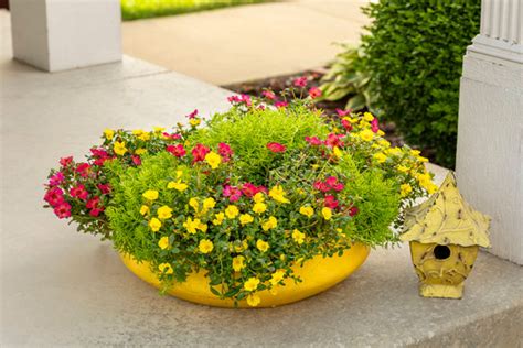 Mojave® Yellow Purslane Plant Addicts