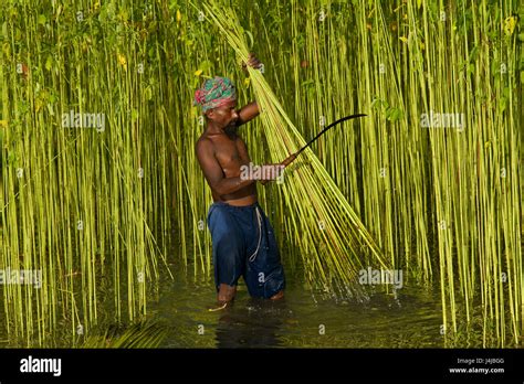 Jute Cultivation Stock Photos & Jute Cultivation Stock Images - Alamy