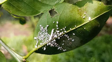 Cómo controlar la COCHINILLA en los CÍTRICOS Huerta Urbana