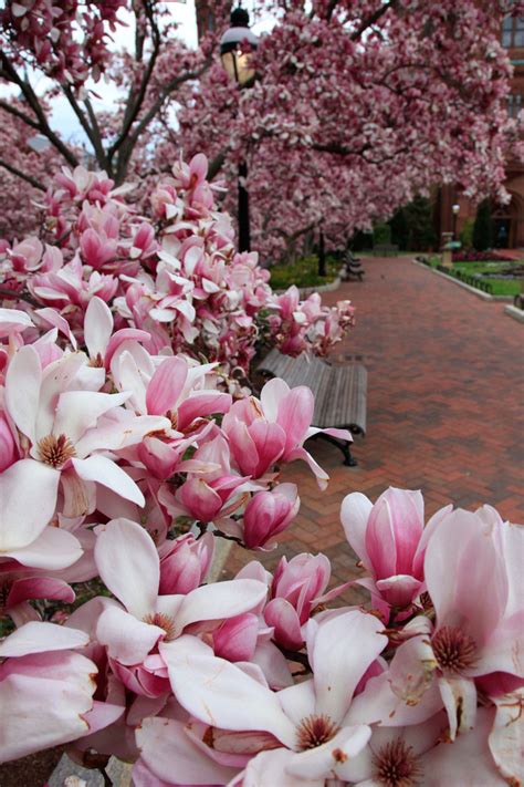 Anna Wrobel Photography Magnolia Bloom At The Smithsonian Castle