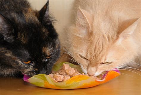 Cómo alimentar a un gato correctamente