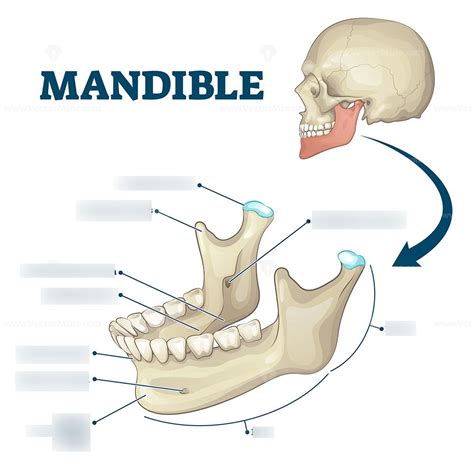 Mandible Anatomy Diagram Quizlet