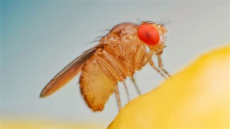 How To Get Rid Of Fruit Flies Once And For All