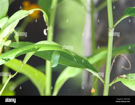 Close Up Of A Monarch Butterfly Chrysalis One Day After The Caterpillar