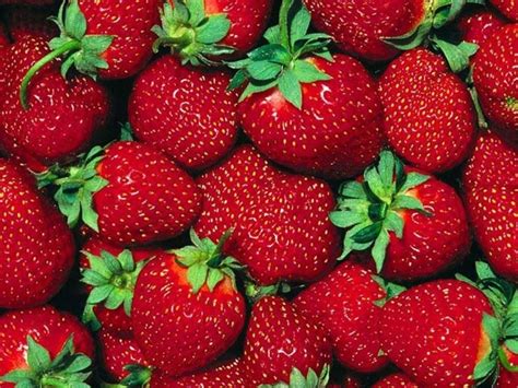 Fragole Tutte Le Varietà Agrodolce