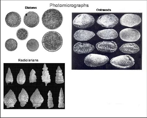 Ostracod Slide