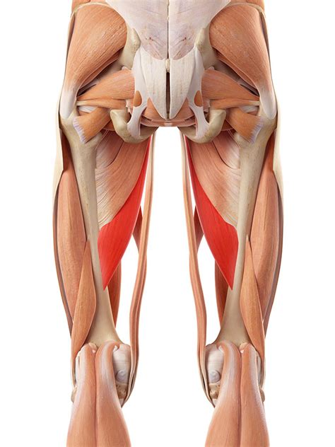 Groin Muscle Strain Pulled Groin Adductor Muscles Treatment