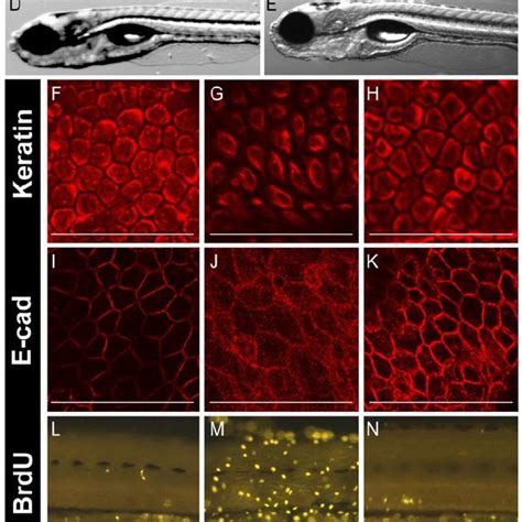 Inhibition Of Erbb Signaling Restores The Epidermal Morphology And Cell