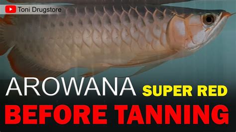 Arowana Super Red Before Progress To Tanning With Led Arwana