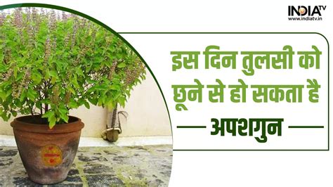 Tulsi Puja Tips हफ्ते के इस दिन तुलसी के पौधे को भूलकर भी न छुएं