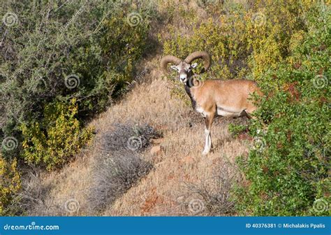 Cyprus Wild Mouflon Stock Image Image Of Mountains Sheep 40376381