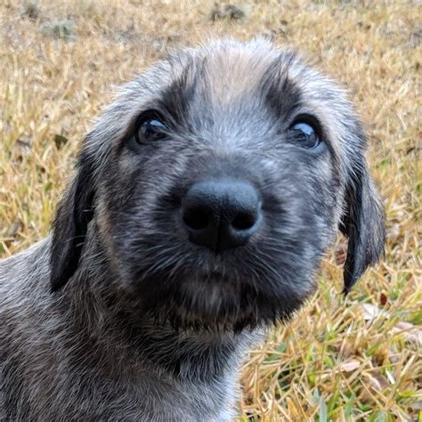 11++ Wolfhound puppies ideas in 2021