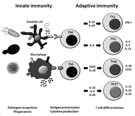 Pattern Recognition Receptors Regulate Innate And Adaptive Immune