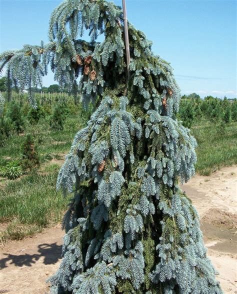 SPRUCE WEEPING COLORADO BLUE | CreekSide Tree Nursery