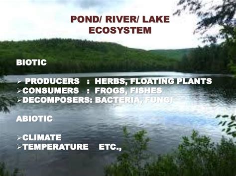 Pond Is An Example Of Lentic Or Lotic Ecosystem