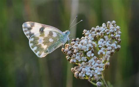 Butterfly Species In Spain Insectic