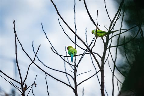 Papagaio Verde Pássaro Foto gratuita no Pixabay Pixabay