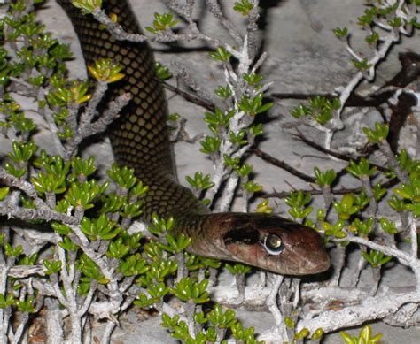 Serpent Research: The Cuban Racer in the Bahamas