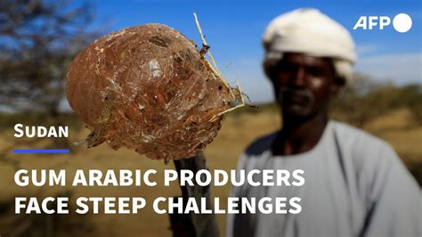 Sudanese Gum Arabic Producers Hold On To Trade Despite Steep Challenges