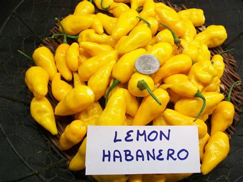 Hot Pepper Habanero LEMON SHU Extremely Hot Seeds Etsy