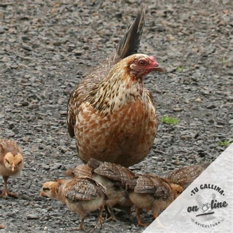 Gallinas Americanas Enanas Al Mejor Precio Tu Gallina Online