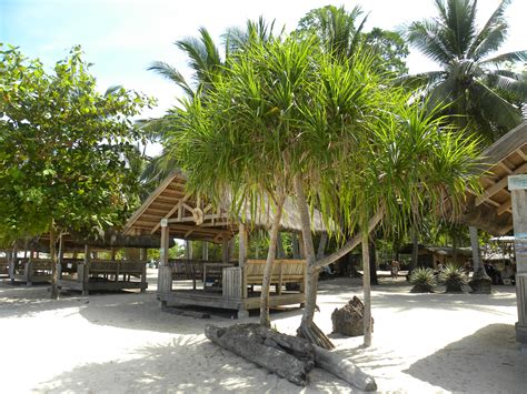 Free Images : tree, asia, property, resort, palms, bamboo, palm trees ...