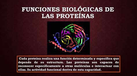 Funciones De Las Proteinas - Dinami