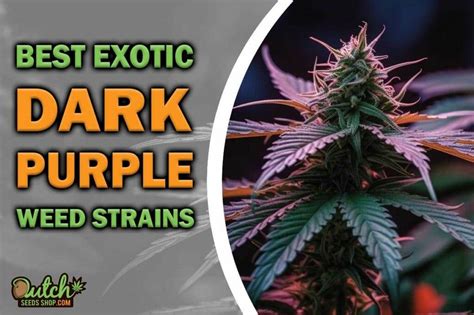 5 Best Dark Purple Weed Strains - Dutch Seeds Shop