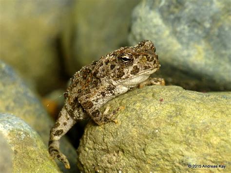 Cane Toad Rhinella Marina From Mindo In Ecuador Face Flickr