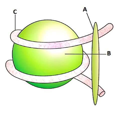 Identify Parts Labelled A B And C In The Given Diagram And Select Th