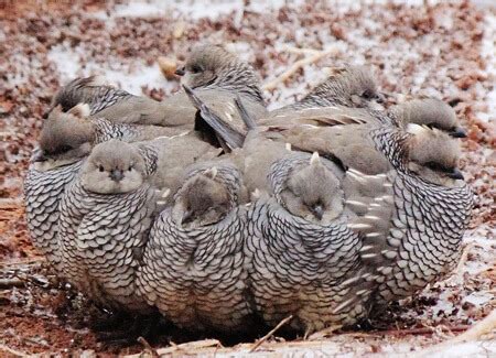 Cotton-top: Scaled Quail of Arid Grasslands