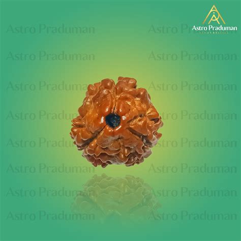 Three Mukhi Rudraksha Buy 100 Original 3 Faced Rudraksha Astro Parduman