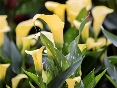 Friday Flower Feature Calla Lillies