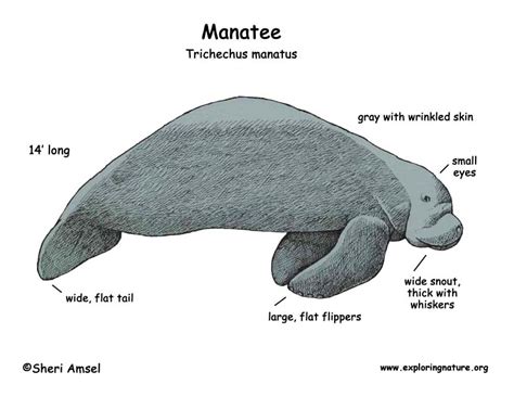Manatee (Florida)